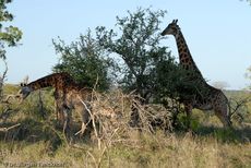 Giraffe (44 von 94).jpg